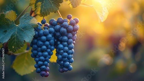 Sunset Vineyard: Ripe Grapes on the Vine