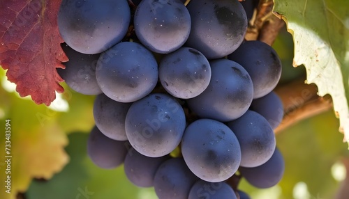 A close-up view of a group of ripe, vivid Zinfandel grape with a deep, textured detail.