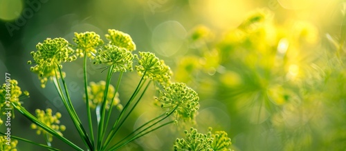 Close-up artistic focus on a blurred background of a green dill fennel flower.