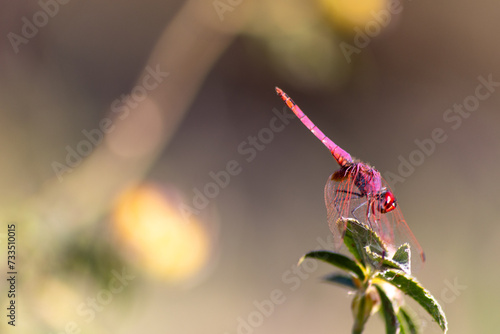 dragonfly on a flower