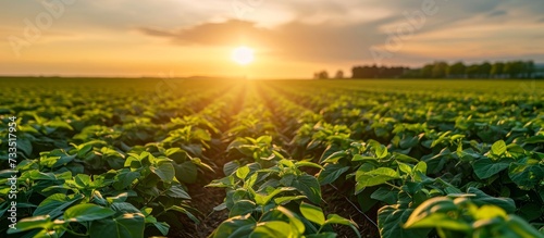 Sunset view of a thriving soybean plantation in the countryside.