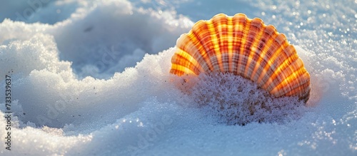 Shell Lying in Snow: An Ideal Image for Advertising