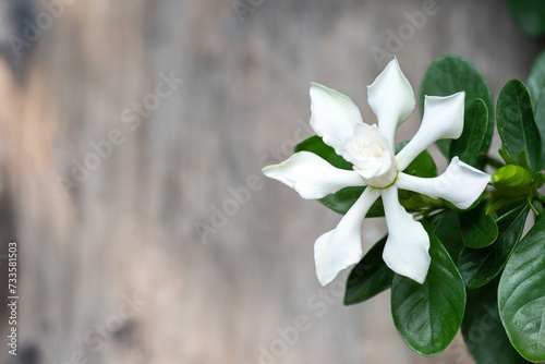 Cape jasmine or Gardenia jasminoides flower on natural background.