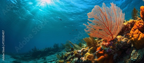Coral ledge image with Sea Fan, photographed in Broward County, Florida.