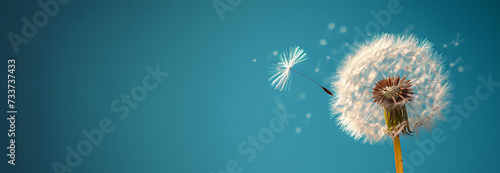 Banner Dandelion on light blue background copy space. Minimalism spring background. Dandelion seeds flying in the blue sky. Useful for spring themes or serenity, joy, freshness concepts. Space for