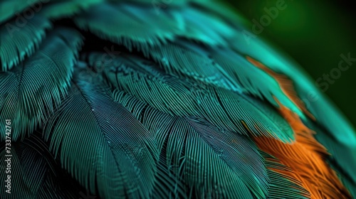 feather bird macro photo. texture or background