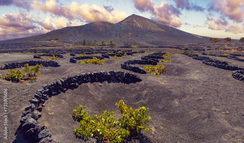 Viñedo de La Geria en suelo volcánico negro. Paisaje escénico con viñedos volcánicos. Lanzarote. Islas Canarias. España.