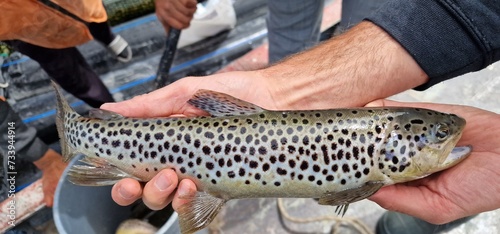 Sevan trout summer bakhtak (Salmo ischchan aestivalis) endemic species in armenia