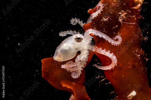 Juvenile Octopus macropus on Alga, Alghero, (Sardinia), Italy (Mediterranean sea)