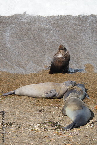 Valdes; Peninsula Valdes; animali marini; leoni marini; Patagonia: