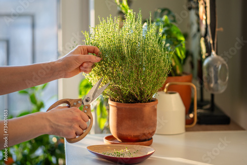 Woman cutting fresh sprig of home grown thyme for cooking with scissors closeup. Harvest of aromatic herbs in terracotta pot in kitchen. Indoor herb gardening, healthy greenery food concept.