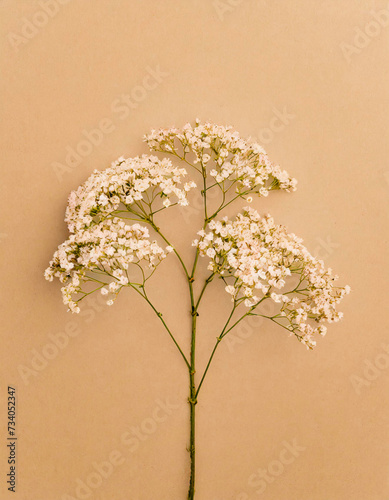 gypsophile sur fond beige, minimaliste floral