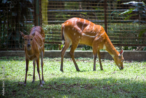 The sitatunga (Tragelaphus spekii) or marshbuck is a swamp-dwelling medium-sized antelope found throughout central Africa