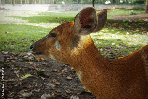The sitatunga (Tragelaphus spekii) or marshbuck is a swamp-dwelling medium-sized antelope found throughout central Africa