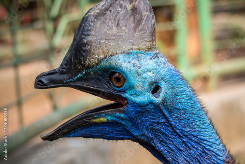 Cassowary is a large flightless bird native to Australia and New Guinea.