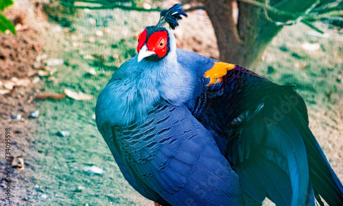 Kiściec syjamski. Lophura diardi. Siamese fireback. Male Lophura diardi is colorful. It has vibrant plumage. The bird looks striking. Background is natural habitat. The scene is serene. .