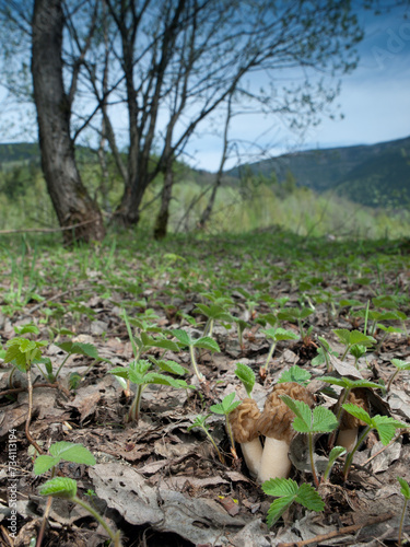 Edible wild mushrooms Verpa bohemica (false morel or thimble morel) with beautiful nature in the background