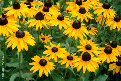 Beautiful border of blooming yellow Rudbeckia Fulgida flowers popularly known as Goldsturm or Brown Eyed Susan.
