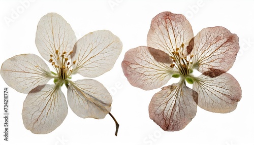 pressed and dried delicate transparent flower apple tree isolated on white background for use in scrapbooking pressed floristry or herbarium