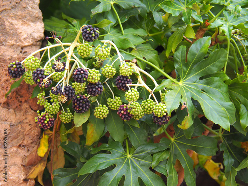 fatsia japonica fruits and leaves