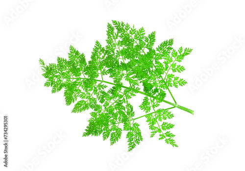 Fresh green leafs chervil isolated on white background. Anthriscus cerefolium.