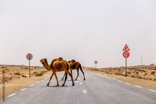 Dromadaire sur une route de Tunisie