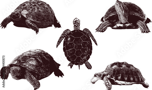 Vintage Turtles vector
