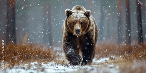 Brown bear in winter forest, walking. Snowfall, blizzard. Scientific name-Ursus arctos. Natural habitat, Generative AI 