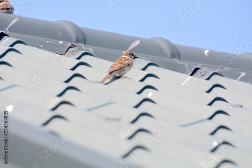 A large flock of sparrows flying to the eaves and wires