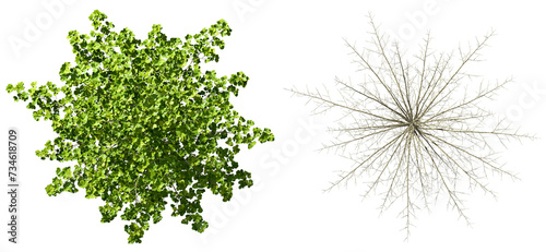 Aerial view forest canopy trees and dry branches clipart cutout backgrounds 3d render png