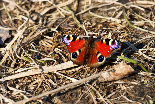 Peacock-butterfly (Vanessa io) flies in early spring at very beginning of swarning. Butterflies overwinter in imago stage. North-East of Europe, boreal forest zone (taiga). Frightening look of eye