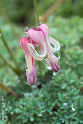 雨に濡れた淡いピンクの駒草の花 