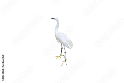 Close-up view of a white egret isolated on a transparent background png file.