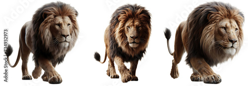 Three lions are walking forward. transparent background