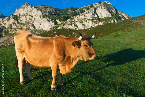 Mountain cow sits on a lawn in a national park at dawn