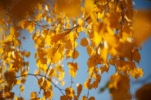 yellow foliage of trees against the blue sky autumn