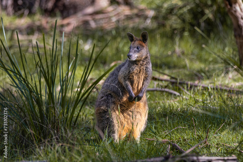 A shy swamp wallaby (Wallabia bicolor), also known as a black wallaby, keeps a wary eye out. The small marsupial, found in Australia, has distinctive colouring.