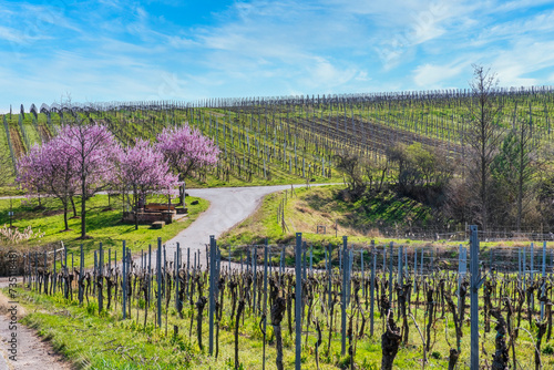 Blooming almond trees in the vineyards of the Palatinate/Germany