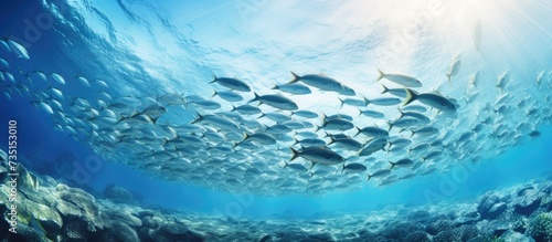 Massive school of sardines in a shallow reef Sardine shoal or sardine run in Moalboal is a famous tourist destination in the southern town of Cebu Philippines. Creative Banner. Copyspace image