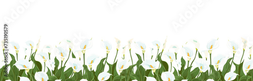illustration of cala lily as a bottom border pattern tile. seamless vector.