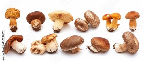 A collection of various kinds and colors of beautiful mushrooms in a natural woodland setting