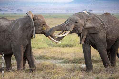 Two female elephants entwining trunks in Amboseli National Park, Kenya