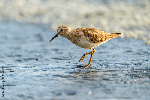 bird on the beach wading