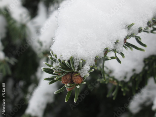 Zbliżenie na gałązki jedliny pokryte śniegiem