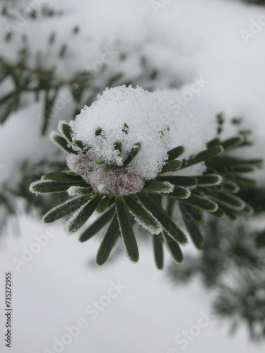 Zbliżenie na gałązki jodły pokryte śniegiem