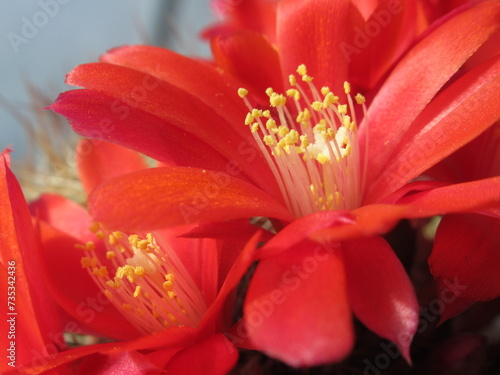 Zbliżenie na czerwony kwiat kaktusa