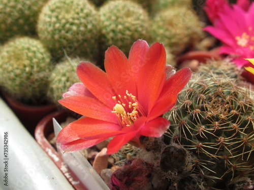 Zbliżenie na czerwony kwiat kaktusa