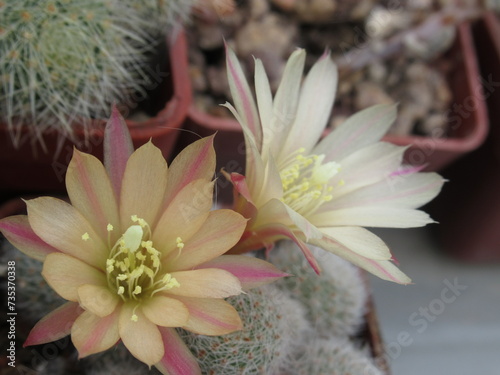 Zbliżenie na kwiat kaktusa