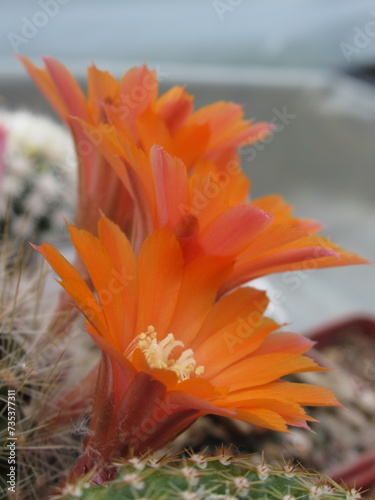 Zbliżenie na kwiat kaktusa