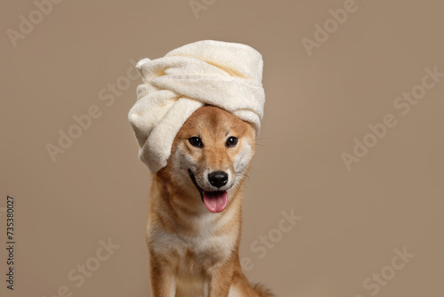 The dog sits with a towel wrapped around it after taking a bath On beige background. The happy and smiling Shiba Inu radiates health. Spa for dog. Puppy after grooming.